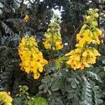 Caesalpinia echinata Квітка