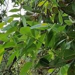 Eucalyptus robusta পাতা