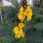 Senna didymobotrya Blüte