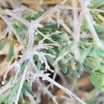 Gymnocarpos decander Corteza