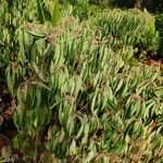 Euphorbia leucocephala Leaf