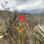 Castilleja integrifolia Квітка