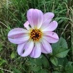 Dahlia merckii Flower