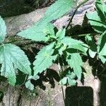 Sanicula canadensis Hoja