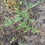 Phacelia distans Elinympäristö