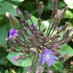 Lactuca alpina Flor