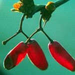 Berberis vulgaris Vaisius