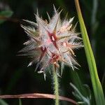 Trifolium stellatum Fruit