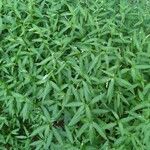 Persicaria hydropiper Blad