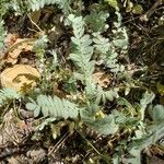 Astragalus sesameus Leaf