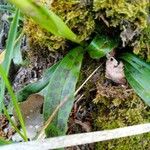 Orchis provincialis Hoja