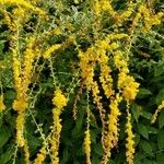 Solidago rugosa 花