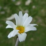 Leucanthemopsis alpina 花