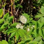 Sorbaria sorbifoliaFlower