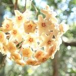 Hoya nicholsoniae