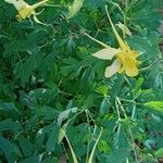 Aquilegia chrysantha Hábito