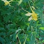 Aquilegia chrysantha Habitus
