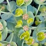 Euphorbia myrsinites Кветка