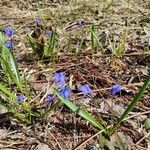 Scilla sibericaFlower