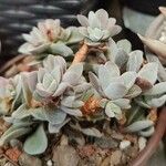 Crassula lanuginosa ᱥᱟᱠᱟᱢ