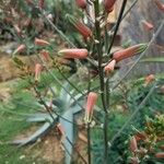 Aloe somaliensis Flor