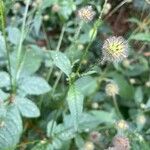 Dipsacus pilosus Blad