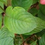 Mussaenda philippica Leaf