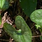 Hexastylis arifolia Lehti