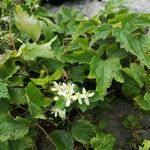 Clematis virginiana Leaf