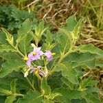 Solanum dasyphyllum 葉