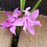 Calopogon tuberosus Flor