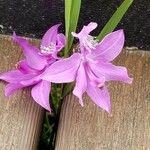 Calopogon tuberosus Blomma