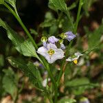 Solanum umbelliferum 整株植物