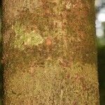 Matayba stenodictya Corteza