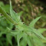 Hieracium sabaudum ഇല