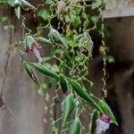Thalia geniculata Blüte