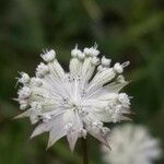Astrantia minor फूल