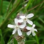 Silene gallica Blüte