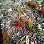 Juncus bulbosus Leaf