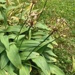 Allium victorialis Leaf