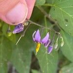 Solanum dulcamaraFleur