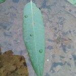 Persicaria amphibiaLeht