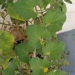 Cucumis melo Libunga