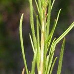 Oenothera linifolia Fruit