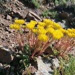 Petrosedum montanum Habitatea