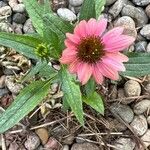 Echinacea purpureaFlower