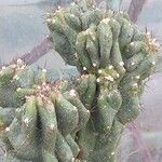 Cereus hildmannianus Folha