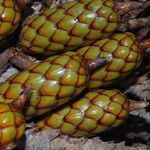 Raphia hookeri Fruto