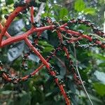 Chamaedorea oblongata Fruit