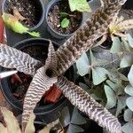 Cryptanthus zonatus Blad